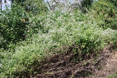 Chromolaena odorata