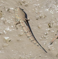 Boleophthalmus boddarti