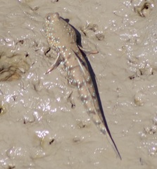 Boleophthalmus boddarti