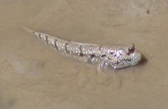 Boleophthalmus boddarti