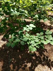 Fothergilla major