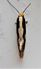 Monopis dorsistrigella