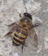 Apis cerana