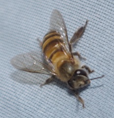 Apis cerana