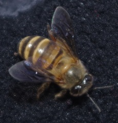 Apis cerana