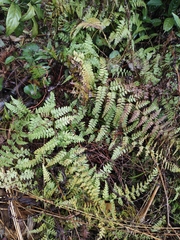 Dennstaedtia wilfordii