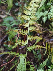 Dennstaedtia wilfordii