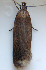 Bryotropha similis
