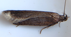 Bryotropha similis