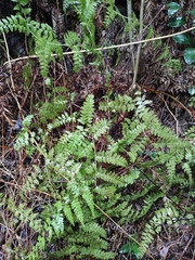 Davallia mariesii