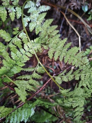 Davallia mariesii