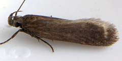 Bryotropha similis