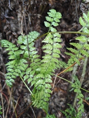 Davallia mariesii