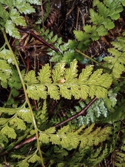 Davallia mariesii