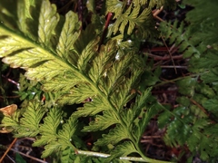 Davallia mariesii