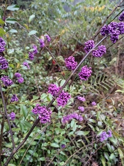 Callicarpa bodinieri