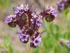 Phacelia integrifolia