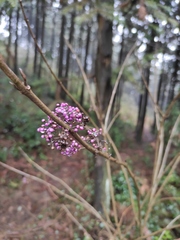 Callicarpa bodinieri