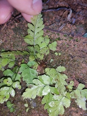 Cheilanthes chusana