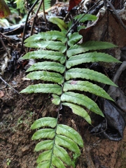 Microlepia marginata