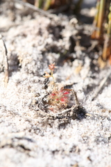 Drosera patens