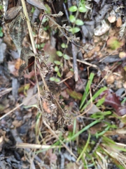 Exallage chrysotricha