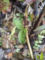 Exallage chrysotricha