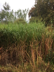 Echinochloa pyramidalis