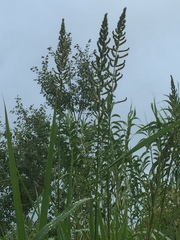 Echinochloa pyramidalis