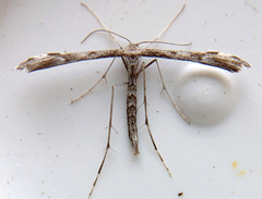 Hellinsia inquinatus