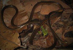 Chironius multiventris