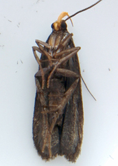 Dichomeris purpureofusca