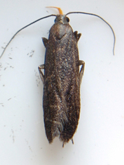 Dichomeris purpureofusca