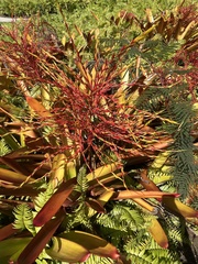 Aechmea blanchetiana