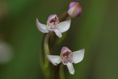 Cynorkis rosellata