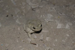 Duttaphrynus olivaceus