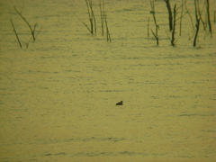 Tachybaptus dominicus