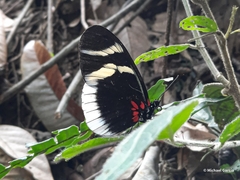 Heliconius eleuchia
