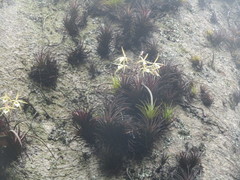 Brassavola tuberculata