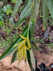 Heliconia acuminata