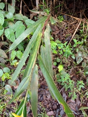 Heliconia acuminata