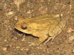 Incilius aucoinae