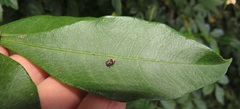 Sclerocroton integerrimus