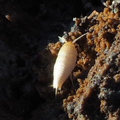 Atelurinae