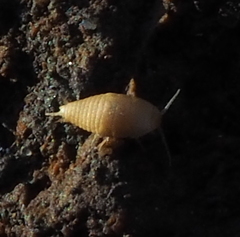 Atelurinae