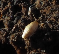 Atelurinae