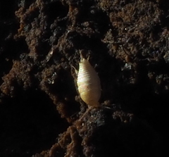 Atelurinae