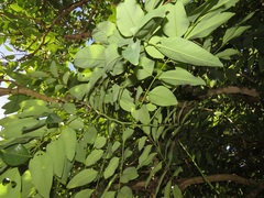 Sclerocroton integerrimus