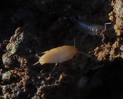Atelurinae