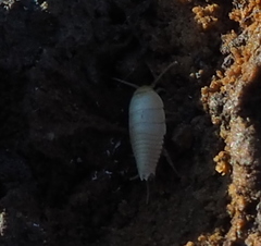 Atelurinae